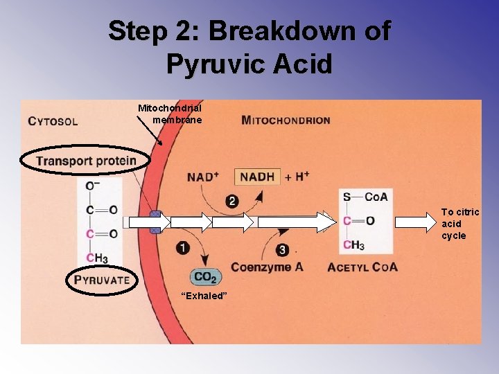 Step 2: Breakdown of Pyruvic Acid Mitochondrial membrane To citric acid cycle “Exhaled” 