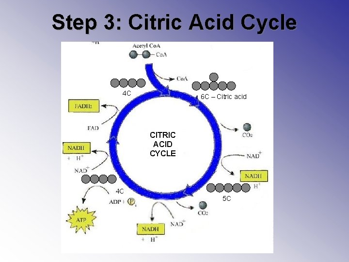 Step 3: Citric Acid Cycle 4 C 6 C – Citric acid CITRIC ACID