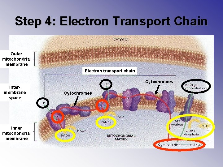 Step 4: Electron Transport Chain Outer mitochondrial membrane Electron transport chain Cytochromes Intermembrane space