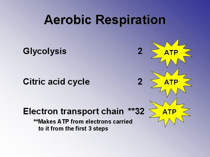 Aerobic Respiration Glycolysis 2 ATP Citric acid cycle 2 ATP Electron transport chain **32