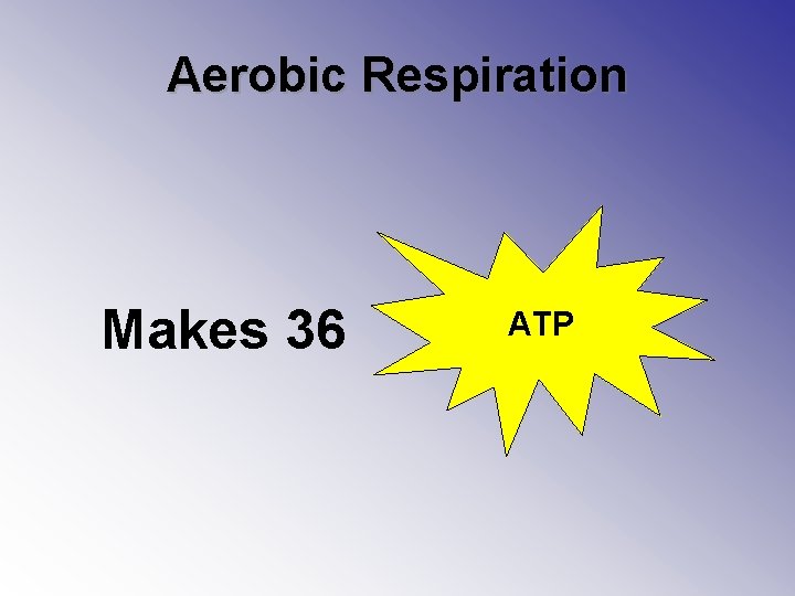 Aerobic Respiration Makes 36 ATP 