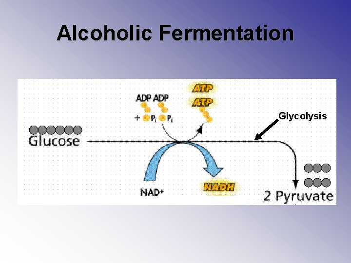 Alcoholic Fermentation Glycolysis 