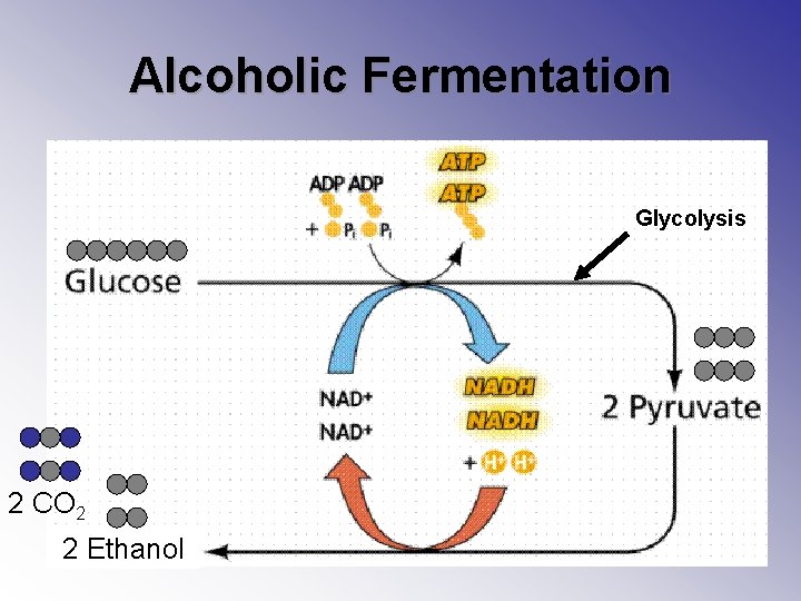 Alcoholic Fermentation Glycolysis 2 CO 2 2 Ethanol 