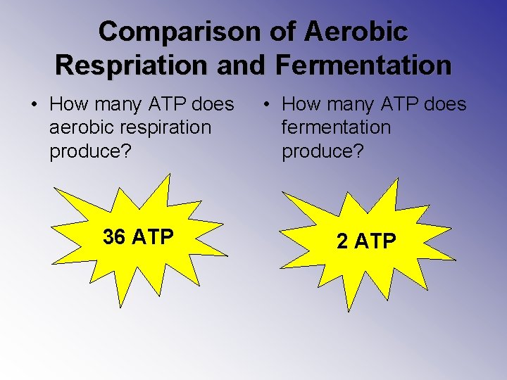 Comparison of Aerobic Respriation and Fermentation • How many ATP does aerobic respiration produce?