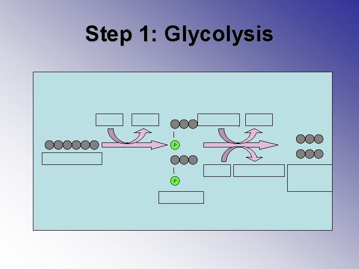 Step 1: Glycolysis 2 ATP 2 ADP 4 ADP + 4 Pi P Glucose