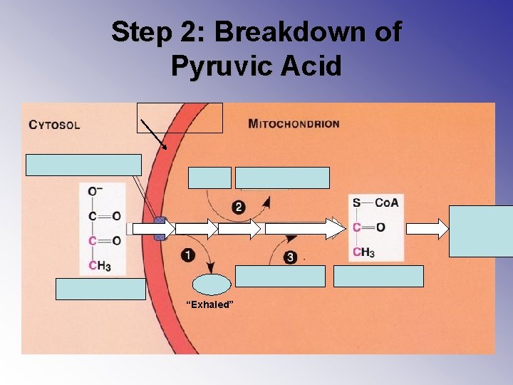 Step 2: Breakdown of Pyruvic Acid To citric acid cycle “Exhaled” 