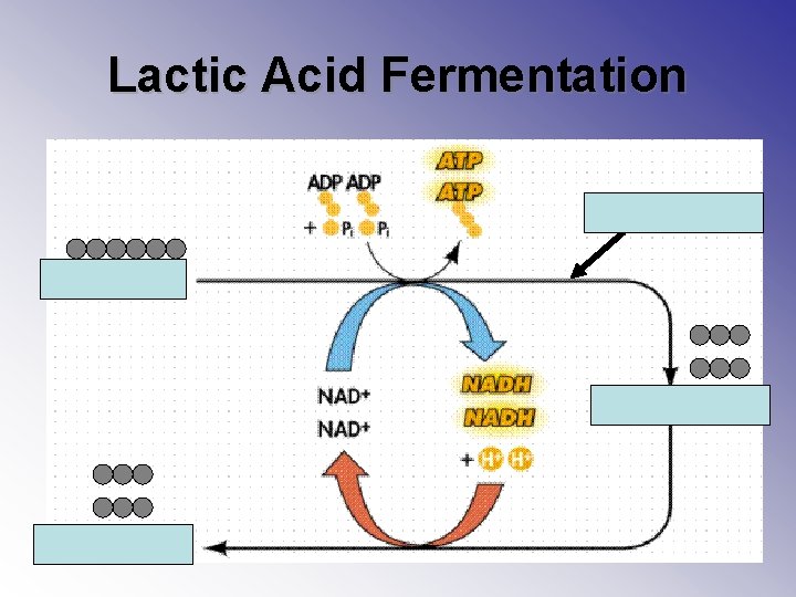 Lactic Acid Fermentation Glycolysis 