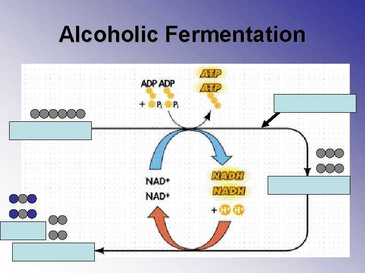 Alcoholic Fermentation Glycolysis 2 CO 2 2 Ethanol 