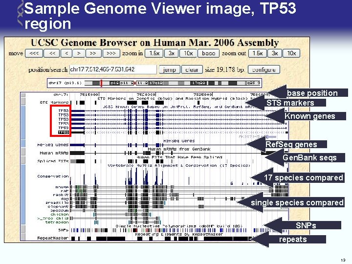 Sample Genome Viewer image, TP 53 region base position STS markers Known genes Ref.