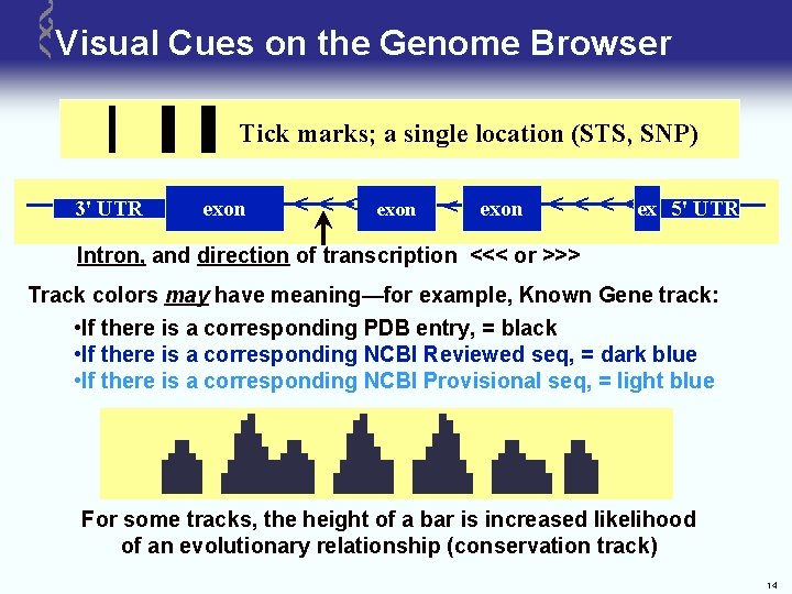 Visual Cues on the Genome Browser Tick marks; a single location (STS, SNP) 3'