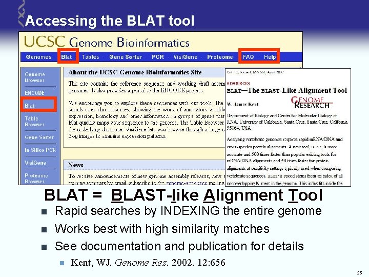 Accessing the BLAT tool BLAT = BLAST-like Alignment Tool n n n Rapid searches