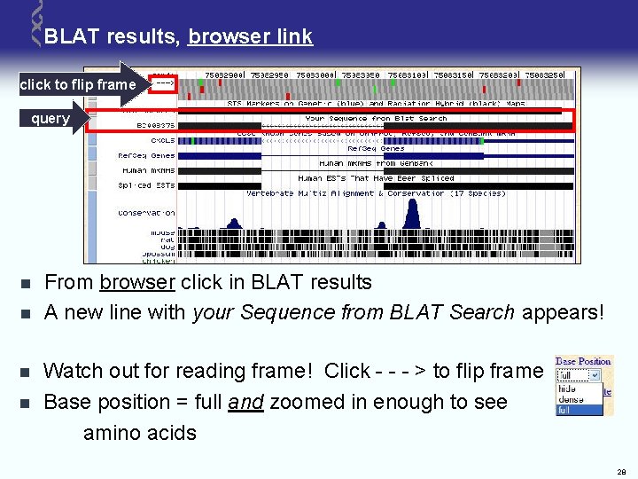 BLAT results, browser link click to flip frame query n n From browser click