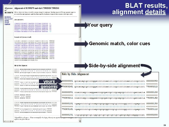 BLAT results, alignment details Your query Genomic match, color cues Side-by-side alignment yours genomic