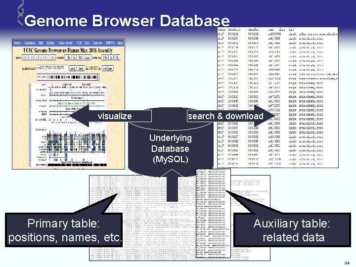 Genome Browser Database visualize search & download Underlying Database (My. SQL) Primary table: positions,