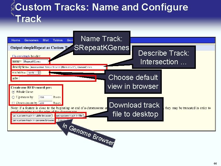 Custom Tracks: Name and Configure Track Name Track: SRepeat. KGenes Describe Track: Intersection …