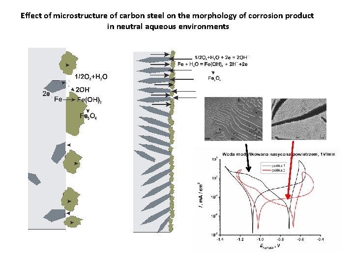 Effect of microstructure of carbon steel on the morphology of corrosion product in neutral