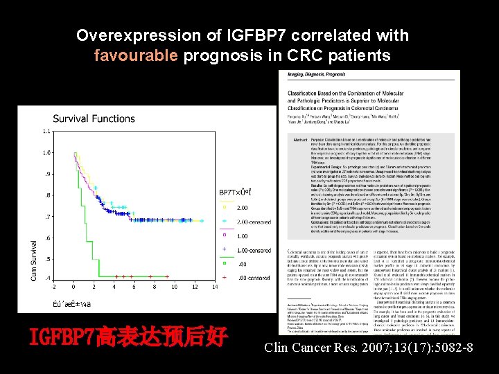 Overexpression of IGFBP 7 correlated with favourable prognosis in CRC patients IGFBP 7高表达预后好 Clin