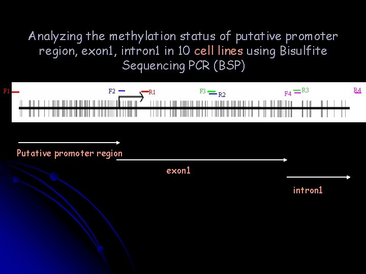 Analyzing the methylation status of putative promoter region, exon 1, intron 1 in 10