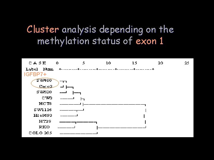 Cluster analysis depending on the methylation status of exon 1 IGFBP 7+ 