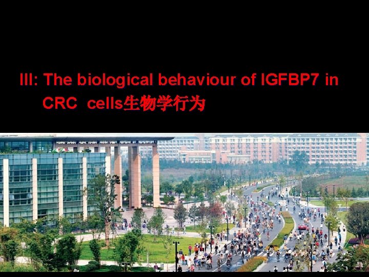 III: The biological behaviour of IGFBP 7 in CRC cells生物学行为 