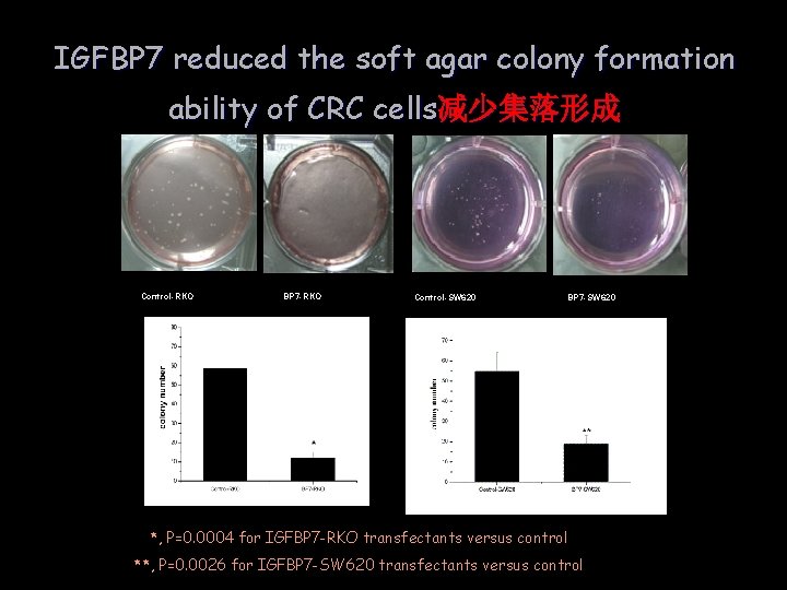 IGFBP 7 reduced the soft agar colony formation ability of CRC cells减少集落形成 Control-RKO BP