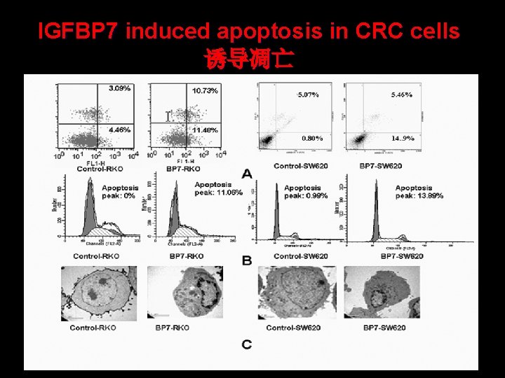 IGFBP 7 induced apoptosis in CRC cells 诱导凋亡 