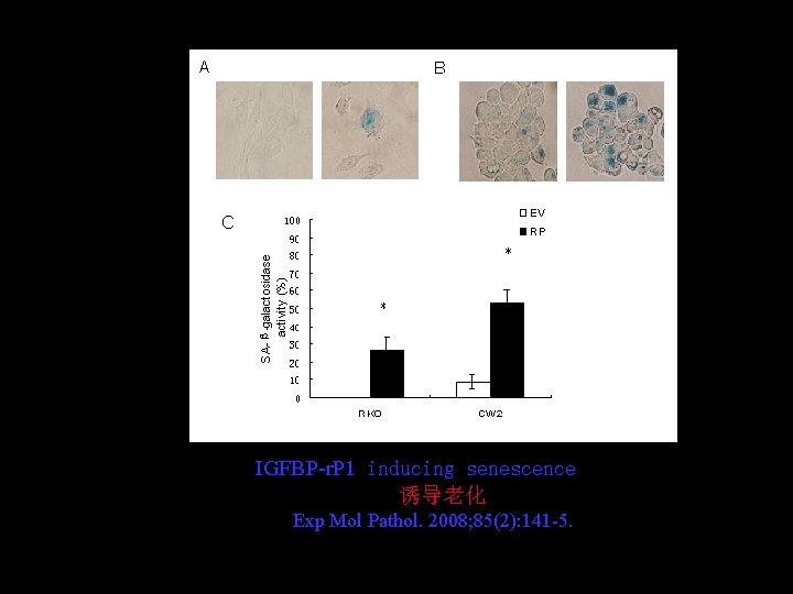 IGFBP-r. P 1 inducing senescence 诱导老化 Exp Mol Pathol. 2008; 85(2): 141 -5. 