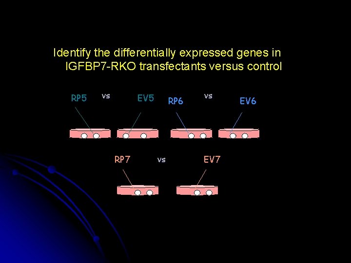 Identify the differentially expressed genes in IGFBP 7 -RKO transfectants versus control RP 5
