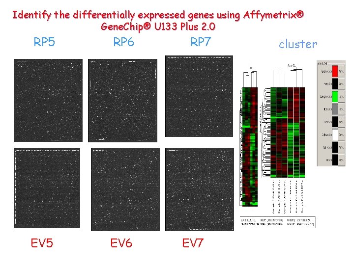 Identify the differentially expressed genes using Affymetrix® Gene. Chip® U 133 Plus 2. 0