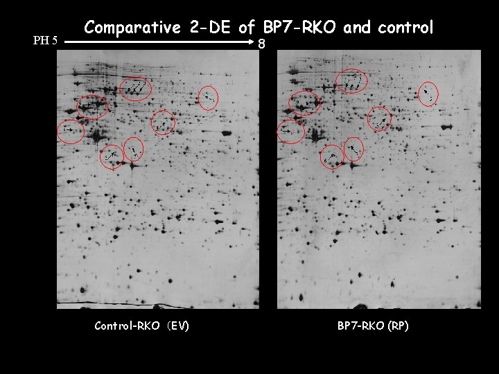 PH 5 Comparative 2 -DE of BP 7 -RKO and control 8 Control-RKO（EV) BP