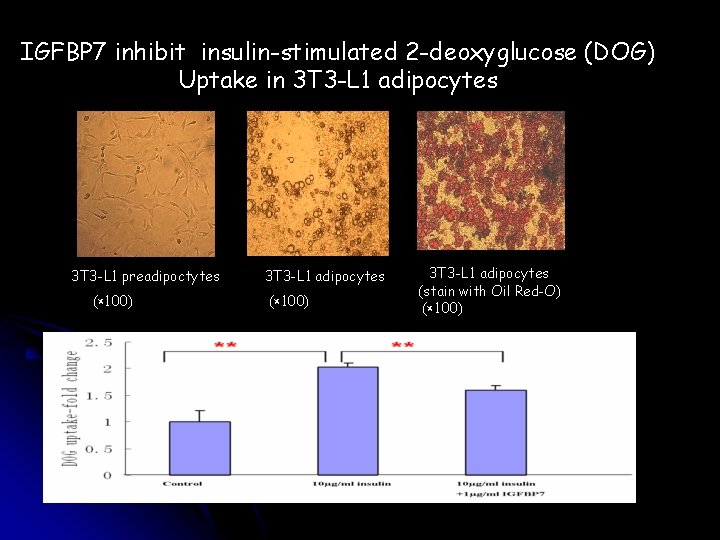 IGFBP 7 inhibit insulin-stimulated 2 -deoxyglucose (DOG) Uptake in 3 T 3 -L 1