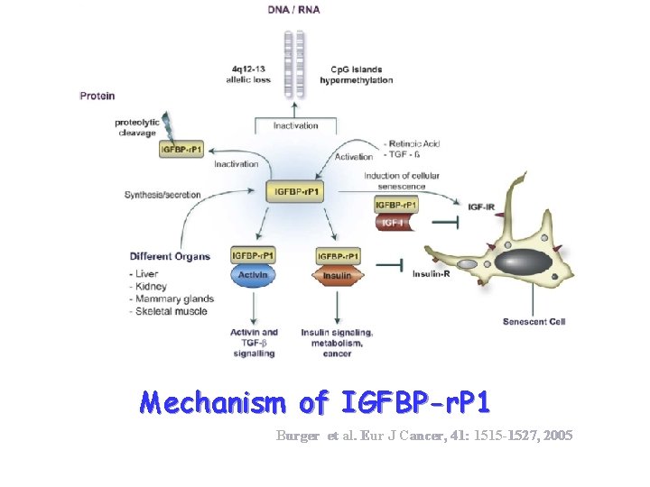 Mechanism of IGFBP-r. P 1 Burger et al. Eur J Cancer, 41: 1515 -1527,