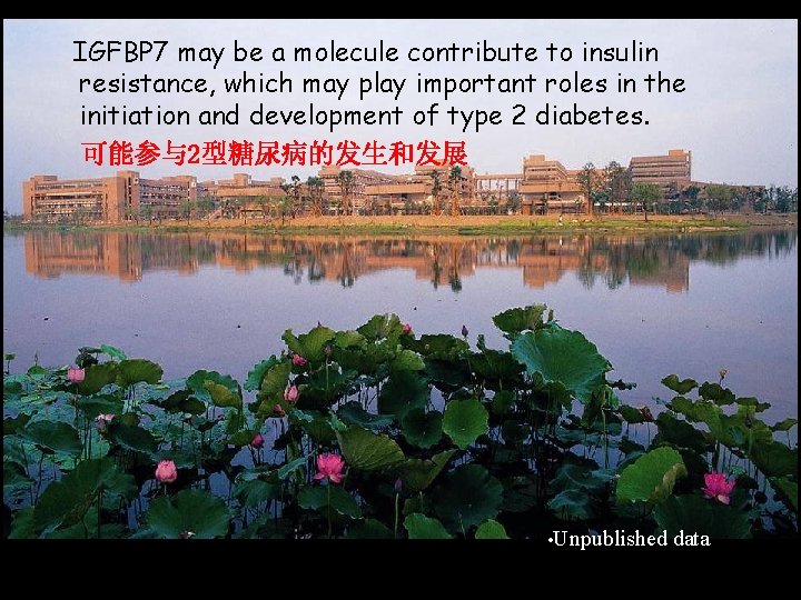 IGFBP 7 may be a molecule contribute to insulin resistance, which may play important