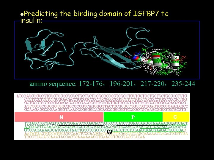 l. Predicting insulin: the binding domain of IGFBP 7 to amino sequence: 172 -176，196