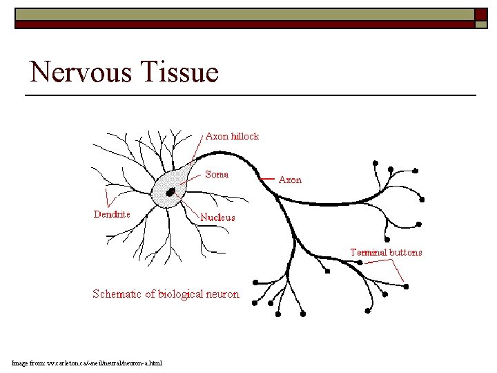 Nervous Tissue Image from: vv. carleton. ca/~neil/neural/neuron-a. html 