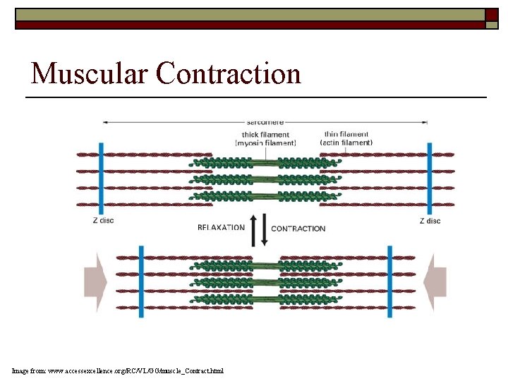Muscular Contraction Image from: www. accessexcellence. org/RC/VL/GG/muscle_Contract. html 
