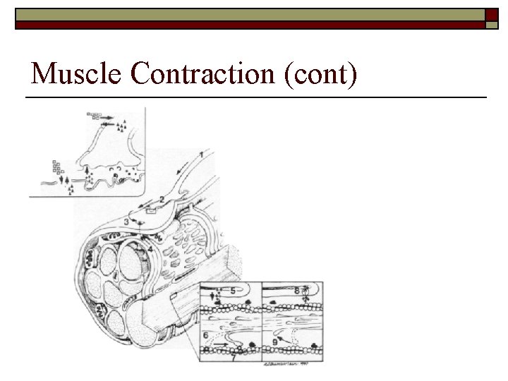 Muscle Contraction (cont) 