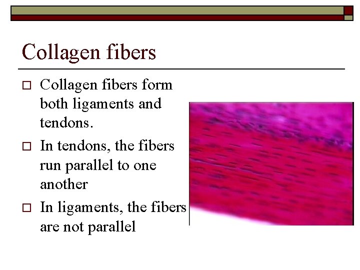 Collagen fibers o o o Collagen fibers form both ligaments and tendons. In tendons,