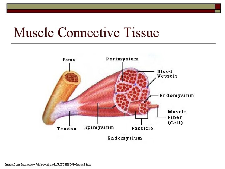 Muscle Connective Tissue Image from: http: //www. biology. eku. edu/RITCHISO/301 notes 3. htm 