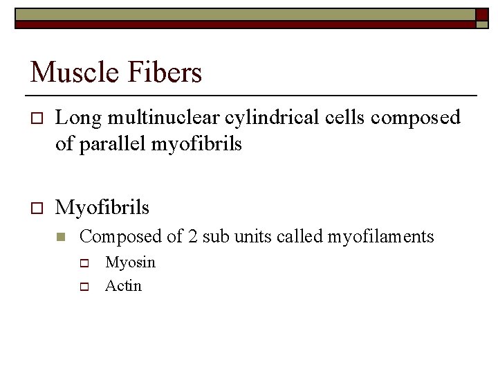Muscle Fibers o Long multinuclear cylindrical cells composed of parallel myofibrils o Myofibrils n