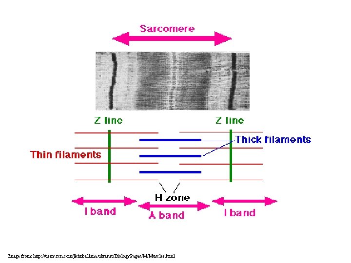 Image from: http: //users. rcn. com/jkimball. ma. ultranet/Biology. Pages/M/Muscles. html 