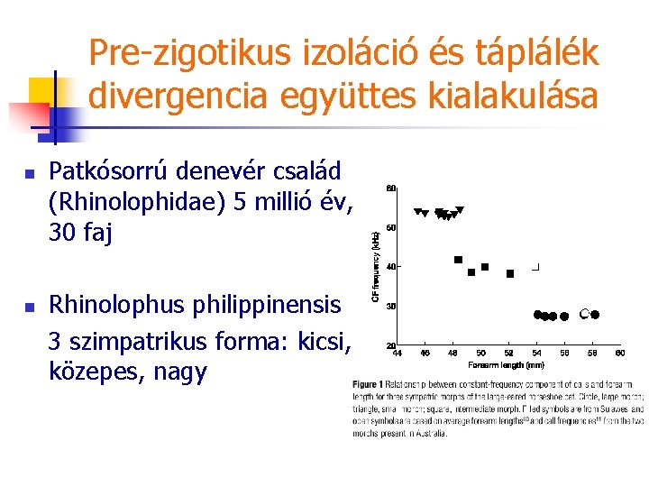 Pre-zigotikus izoláció és táplálék divergencia együttes kialakulása n n Patkósorrú denevér család (Rhinolophidae) 5