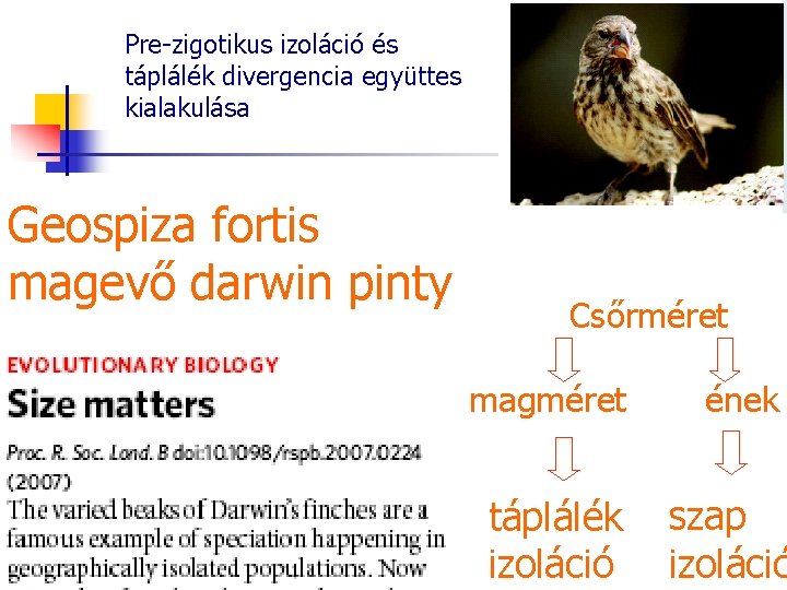 Pre-zigotikus izoláció és táplálék divergencia együttes kialakulása Geospiza fortis magevő darwin pinty Csőrméret magméret