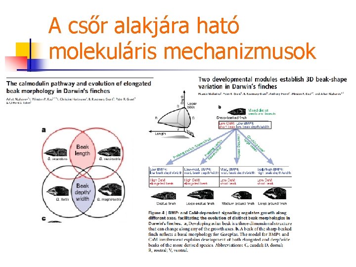 A csőr alakjára ható molekuláris mechanizmusok 