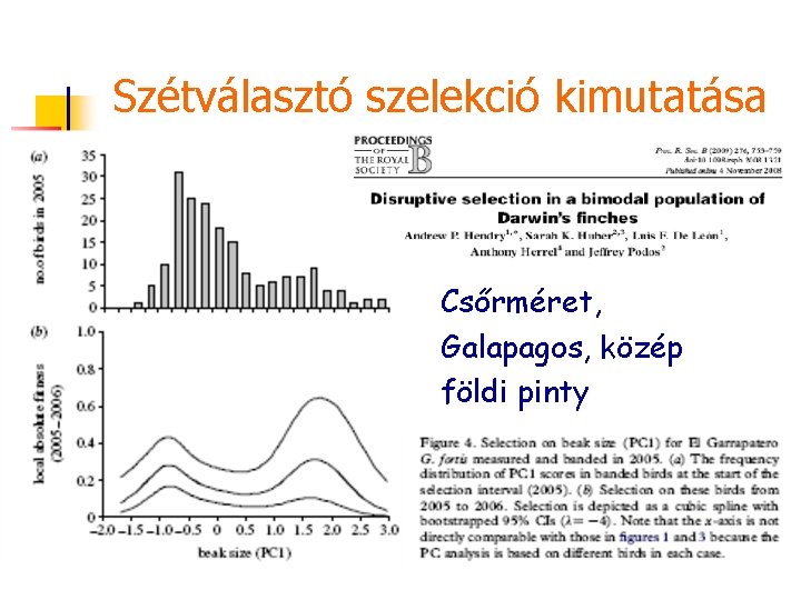 Szétválasztó szelekció kimutatása Csőrméret, Galapagos, közép földi pinty 