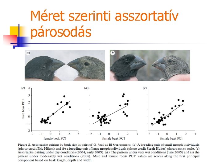 Méret szerinti asszortatív párosodás 