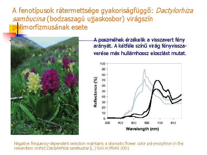 A fenotípusok rátermettsége gyakoriságfüggő: Dactylorhiza sambucina (bodzaszagú ujjaskosbor) virágszín polimorfizmusának esete A poszméhek érzékelik
