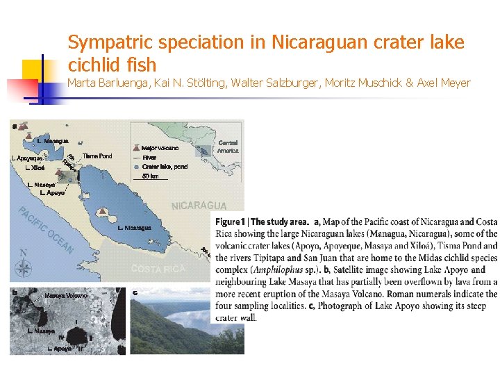 Sympatric speciation in Nicaraguan crater lake cichlid fish Marta Barluenga, Kai N. Stölting, Walter