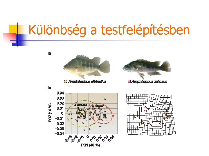 Különbség a testfelépítésben 