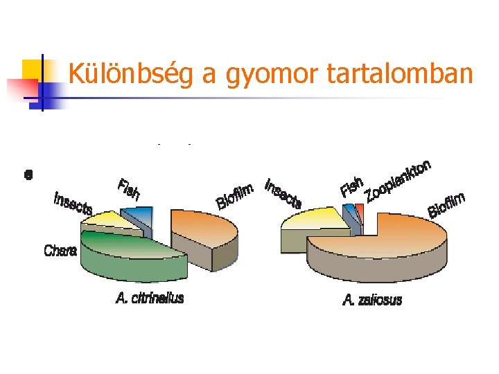 Különbség a gyomor tartalomban 